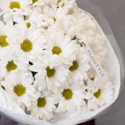 hrizantema kustovaya romashka3